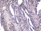 Anti-CD18 ITGB2 Antibody Picoband™ (monoclonal, 1A3/2A10)